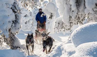 フィンランド - ラップランドの広大な自然を巡るハスキー犬ツアー — 4