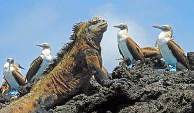 Quito & Galapagos Explorer (Superior) - 5 days — 4