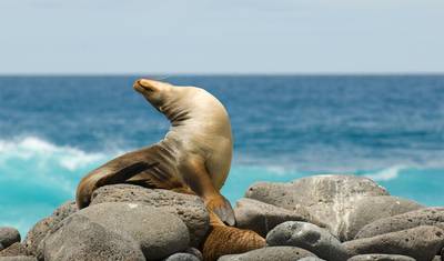 Quito & Galapagos Explorer (Superior) - 5 days — 3
