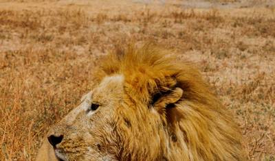 Surprising Great Wildebeest Migration & Zanzibar Highlights — 5