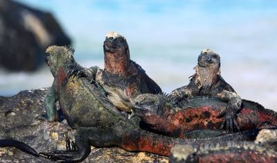 Galapagos Complete Adventure 3 Islands - 10 days — 4