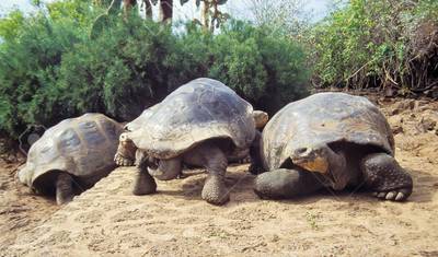 Galapagos Complete Adventure 3 Islands - 10 days — 2