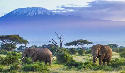 Safári de 3 Dias no Parque Nacional de Amboseli com o Monte Kilimanjaro — 2