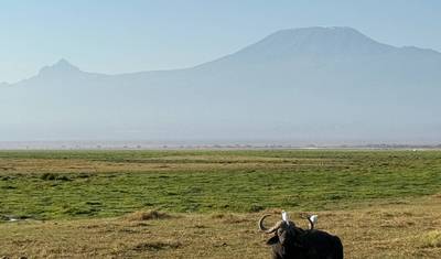 Safári de 3 Dias no Parque Nacional de Amboseli com o Monte Kilimanjaro — 4