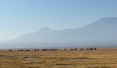 Safári de 3 Dias no Parque Nacional de Amboseli com o Monte Kilimanjaro — 5
