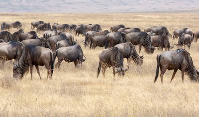 6 Day: Serengeti Wildebeest Migration Mara River crossing (July- October) — 3