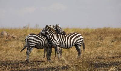 6 Day: Serengeti Wildebeest Migration Mara River crossing (July- October) — 4