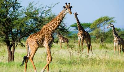 6 Day: Serengeti Wildebeest Migration Mara River crossing (July- October) — 5