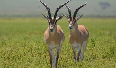 Quênia: 8 Dias Masai Mara-L Nakuru-Amboseli-Saltlick-Tsavo East — 5