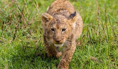 Kenya’s Exclusive Wildlife Escape — 2