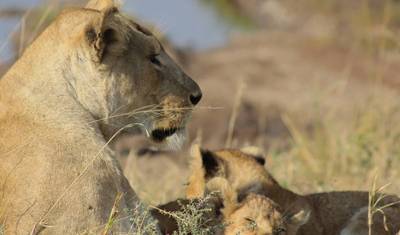 Kenya’s Exclusive Wildlife Escape — 4