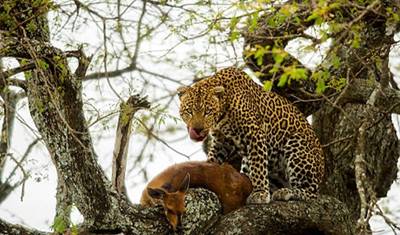 Viagem de Luxo Privada de 12 Dias no Quênia e Tanzânia — 4