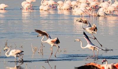 Kenya: 6日間 Maasai Mara-Nakuru-Amboseli クラシックサファリ — 5