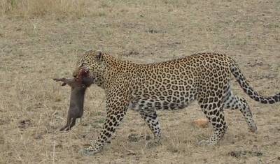 Kenya: 5-Day Mombasa/Tsavo East/Tsavo West/Amboseli/Nairobi — 3