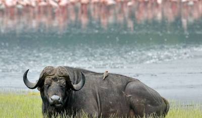 Kenya: 5-Day Mombasa/Tsavo East/Tsavo West/Amboseli/Nairobi — 4