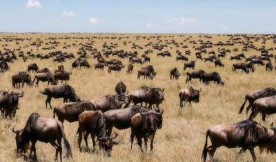 Safári em Grupo Pequeno de 7 Dias e 6 Noites com Alojamento Superior para Masai Mara, Lago Nakuru, Lago Naivasha/Hell’s Gate e Parques Nacionais de Amboseli — 2