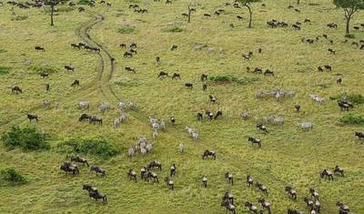 Safári em Grupo Pequeno de 7 Dias e 6 Noites com Alojamento Superior para Masai Mara, Lago Nakuru, Lago Naivasha/Hell’s Gate e Parques Nacionais de Amboseli — 4