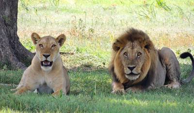 Kenia: 7-dniowe komfortowe safari w Kenii z Sopa Lodges — 2