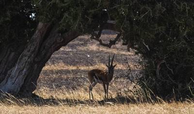 Kenia: 7-dniowe komfortowe safari w Kenii z Sopa Lodges — 3