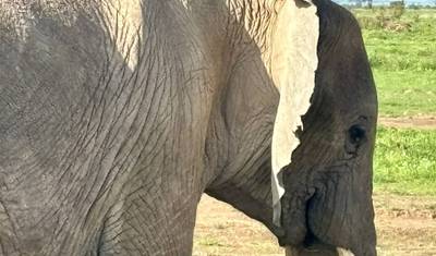 ケニア：ディアーニビーチ発3日間ツァボ・イースト野生動物ツアー — 2