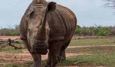 ケニア：ディアーニビーチ発3日間ツァボ・イースト野生動物ツアー — 3