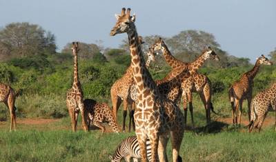 ケニア：ディアーニビーチ発3日間ツァボ・イースト野生動物ツアー — 5