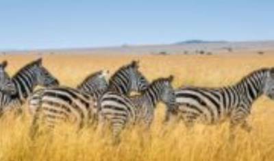 6 dni, 5 nocy safari w małej grupie z zakwaterowaniem budżetowym do Maasai Mara, Jeziora Nakuru i Amboseli — 2