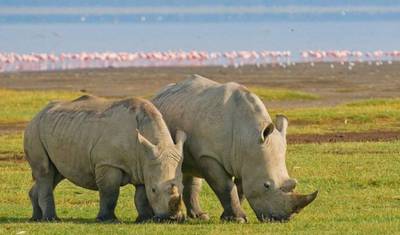 6 dni, 5 nocy safari w małej grupie z zakwaterowaniem budżetowym do Maasai Mara, Jeziora Nakuru i Amboseli — 3