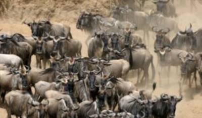 6 dni, 5 nocy safari w małej grupie z zakwaterowaniem budżetowym do Maasai Mara, Jeziora Nakuru i Amboseli — 4