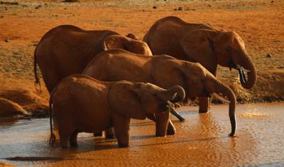 6 dni, 5 nocy safari w małej grupie z zakwaterowaniem budżetowym do Maasai Mara, Jeziora Nakuru i Amboseli — 5