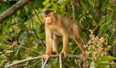 Borneo Adventure — 3