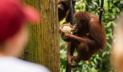 Borneo Adventure — 4