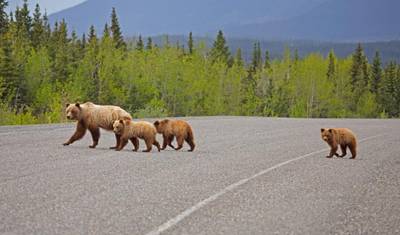 Grizzlies, Geleiras e Aventuras na Estrada — 2