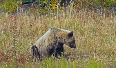 Grizzlies, Geleiras e Aventuras na Estrada — 5