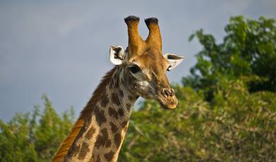 Magical South Africa — 2