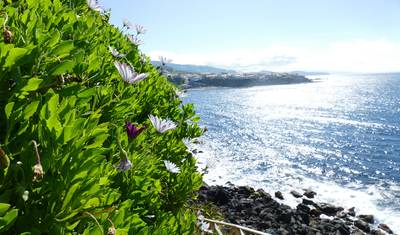 Azores ─ beautiful greenery in the Atlantic — 3