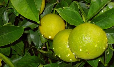 Highlights on the Gulf of Naples — 4