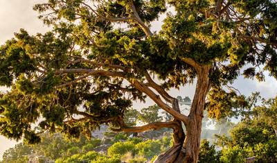 Saudi Arabia - Desert, wadis, Green Mountain Landscapes — 5