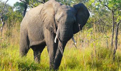 South Africa Classics — 3