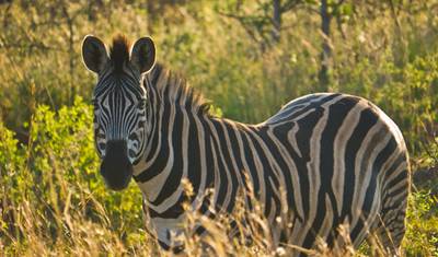 South Africa Classics — 4