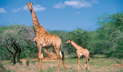 South Africa Classics — 5