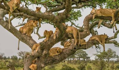 4-Day Serengeti Ngorongoro and Tarangire Camping Marvel — 4