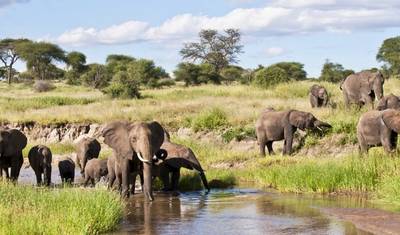 4-Day Serengeti Ngorongoro and Tarangire Camping Marvel — 5