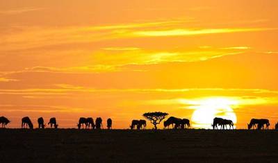 5-Day Tarangire, Serengeti, & Ngorongoro Camping Marvel — 3