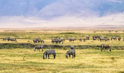 4-dniowy Prywatny Kemping Serengeti Ngorongoro & Tarangire — 2