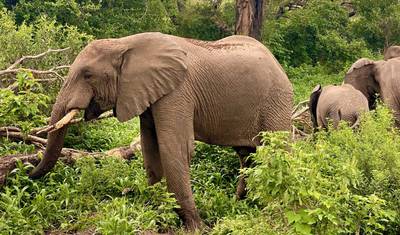 روعة التخييم في Tarangire و Ngorongoro لمدة يومين — 5