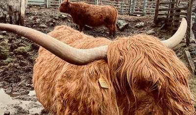 من غلاسكو: الاختيار الاسكتلندي من Highland Experience — 2