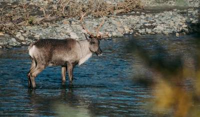 رائع ألاسكا - جولة إرشادية للمشي لمسافات طويلة لمدة 12 يومًا في ألاسكا — 3