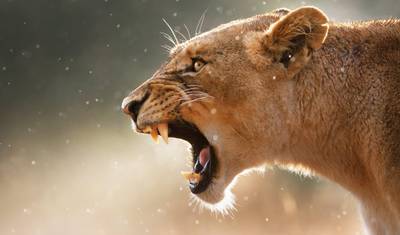 Cidade do Cabo, Rota Jardim e Cabo Oriental — 5
