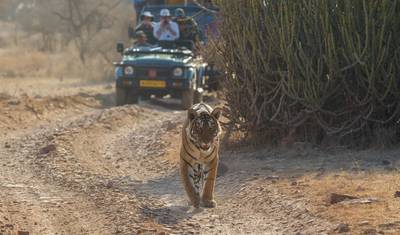 5 Nights 6 Days Golden Triangle Tour With Tigers! — 5